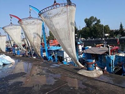 کسب درآمد ۳۵ میلیارد تومانی از فروش کیلکا در گیلان