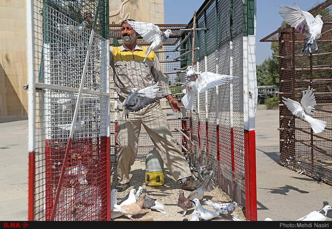 تک عکس/ آزادی رویای کبوتران