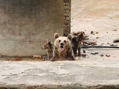 نجات یک قلاده خرس قهوه ای و 2 توله آن در بیستون