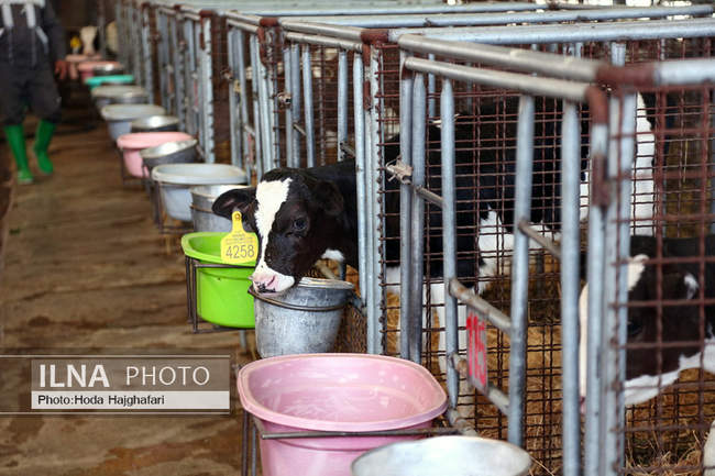 تولید در مسیر پیشرفت مناطق محروم
