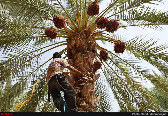 برداشت خرما از نخلستان های جم