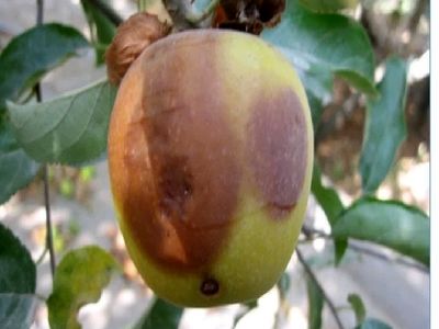 طغیان مگس میوه مدیترانه ای در باغ های فارس