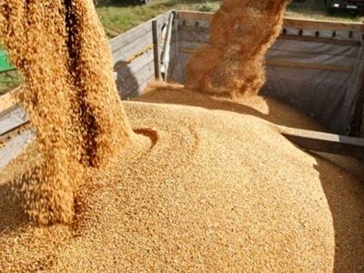 برخورد قاطع با دلالان خرید گندم در مناطق روستایی