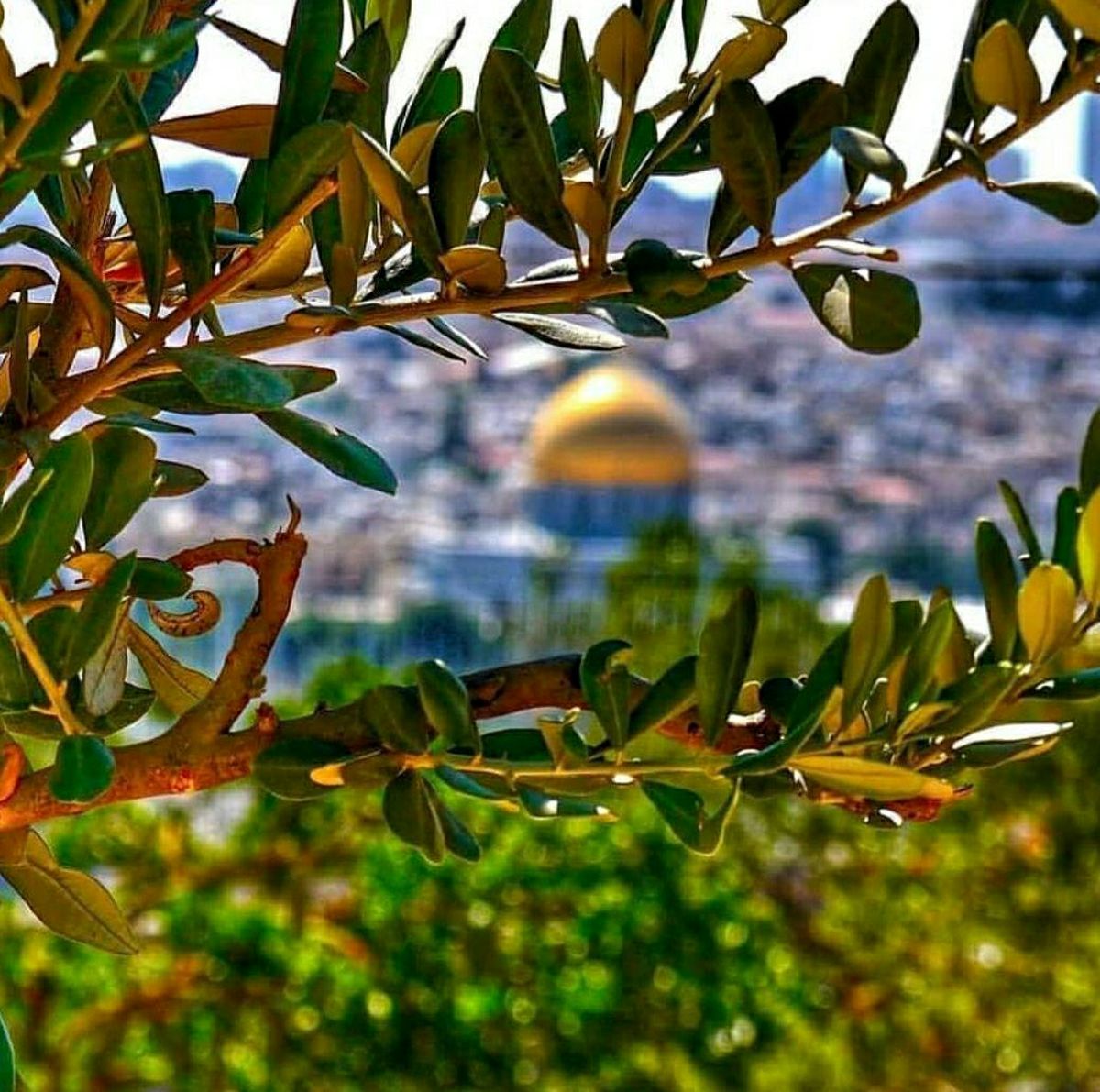 پیام مدیرعامل گروه فولادمبارکه به مناسبت روز قدس