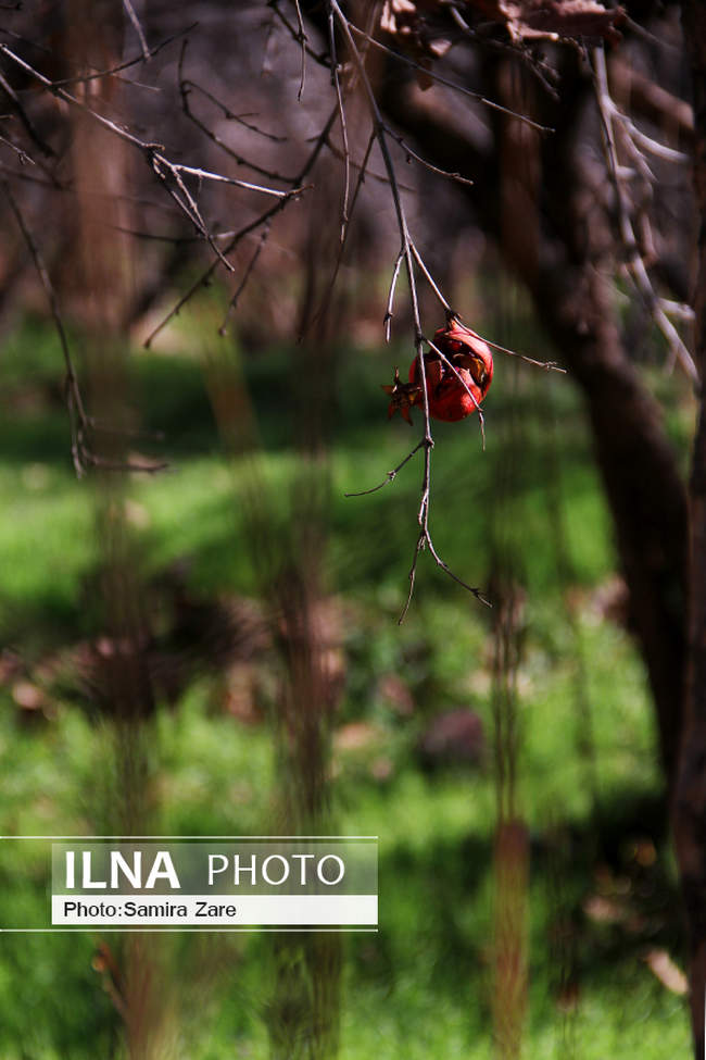 باغات قصردشت - شیراز