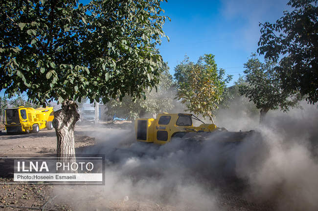 برداشت گردو اصلاح شده با دستگاه مکانیزه 