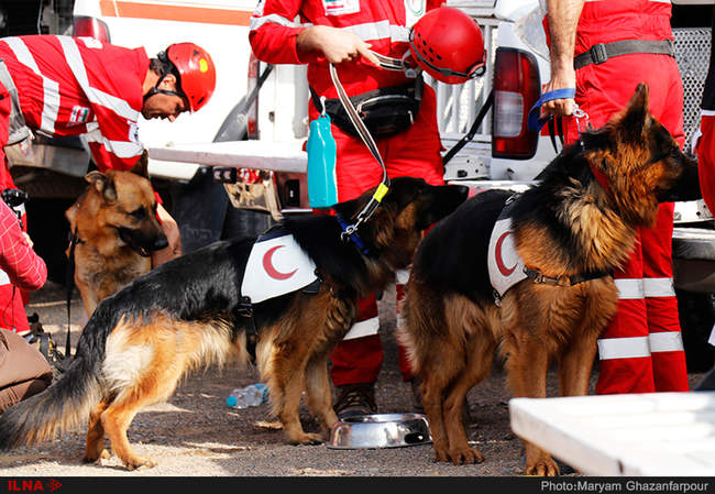 مانور سگ های آنست در اصفهان