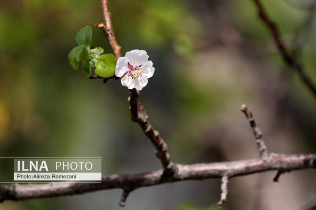 تهران بهاری