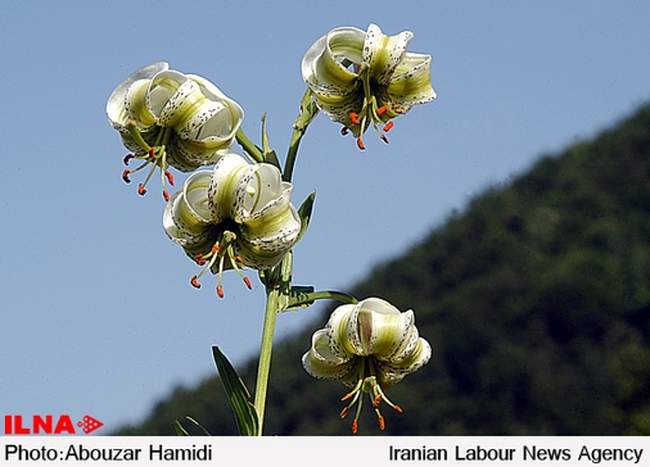 «سوسن چلچراغ»