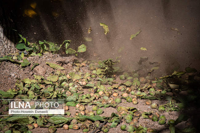 برداشت گردو اصلاح شده با دستگاه مکانیزه 