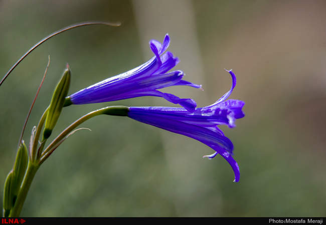 روستای خفر پادنا، پایتخت گیاهان دارویی ایران