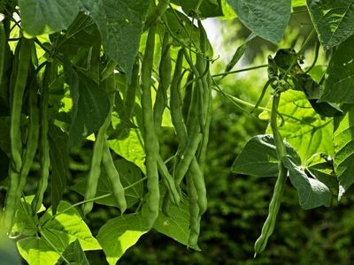 نحوه کاشت و پرورش لوبیا سبز در گلدان و باغچه