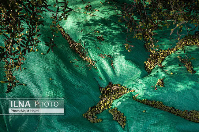 اشتغال زنان سرپرست خانواردر باغ زیتون حاجیکلاته