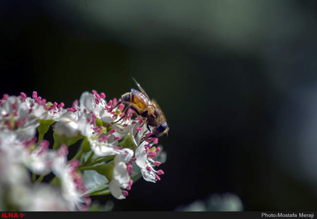 روستای خفر پادنا، پایتخت گیاهان دارویی ایران
