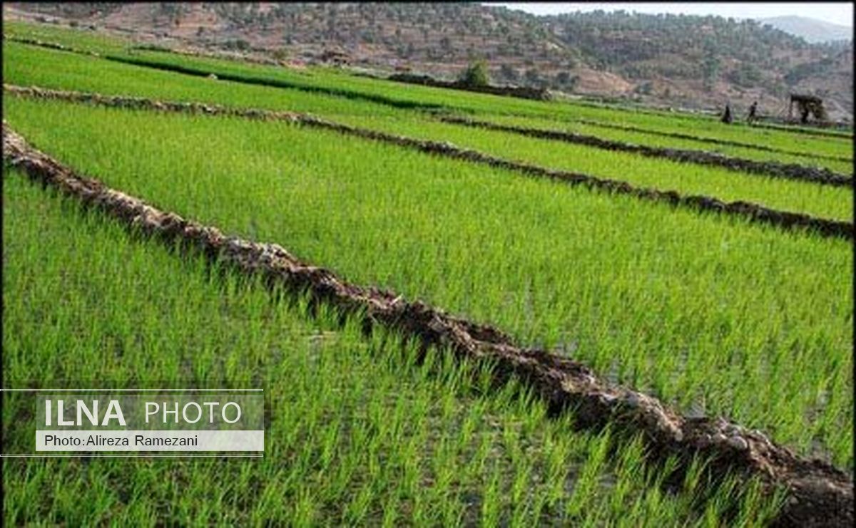 ایران 75 میلیون هکتار بیابان دارد / هیچ تولید کننده‌ای اجازه تولید انبوه محصولات تراریخته را ندارد