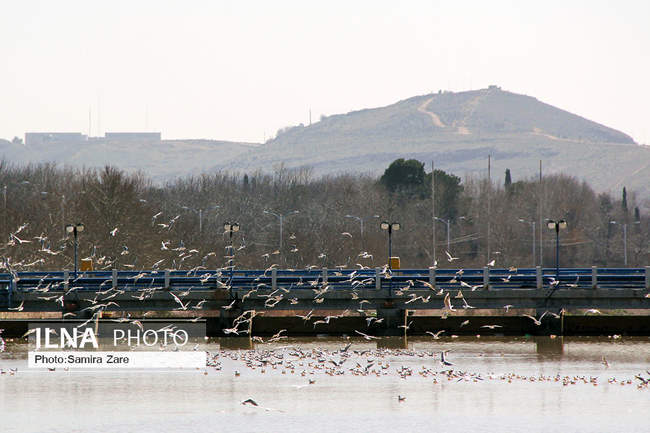 پرندگان مهاجرکاکایی درشیراز