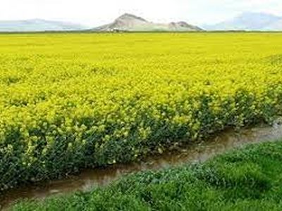 ضرورت سمپاشی مزارع کلزا علیه آفت سِِنک