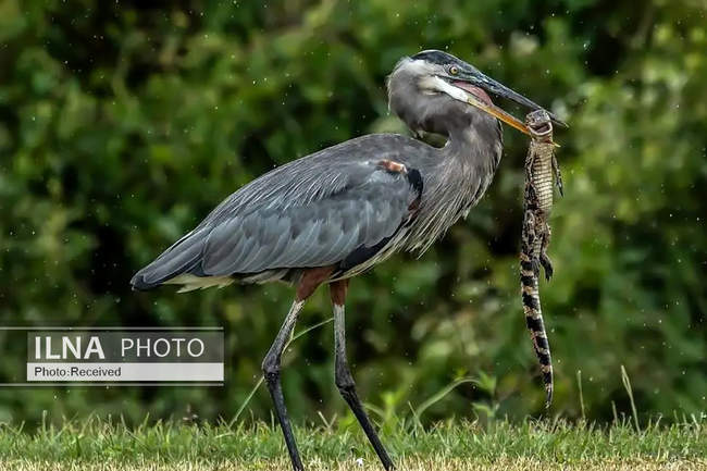 تصاویری از یک حواصیل در حال وارد کردن آخرین ضربات به یک بچه‌ تمساح