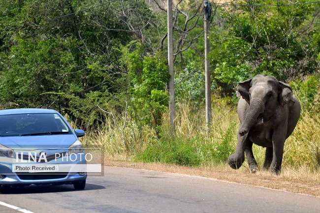 هفته‌ای در دنیای حیات‌وحش