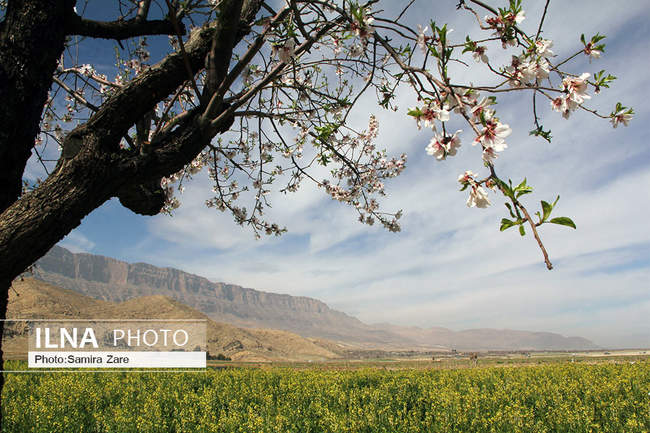 شکوفه های بهاری مهارلو