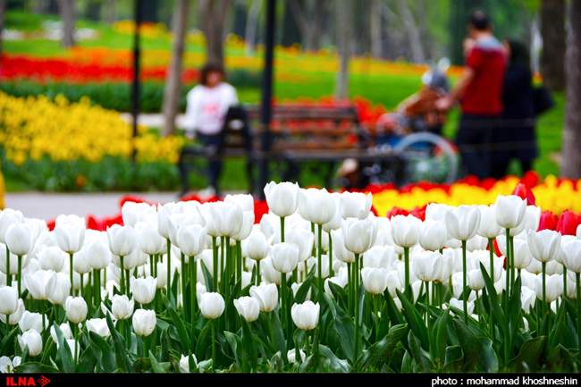 جشنواره گلهای پیازی توسط شهرداری مشهد مقدس در پارک ملت