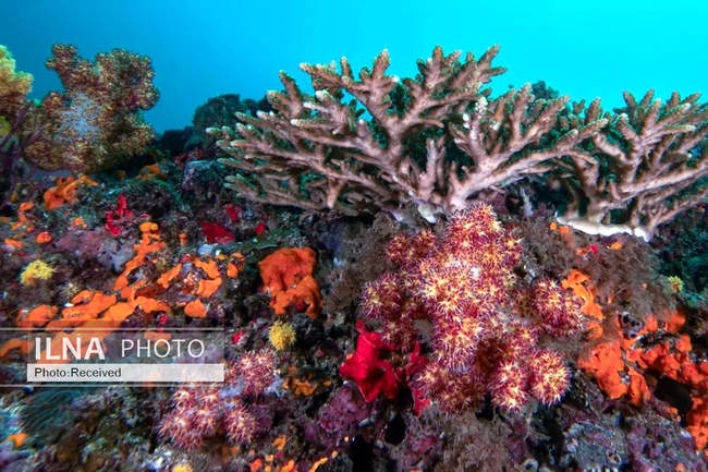 بهشت مرجانی در اعماق دریای عمان