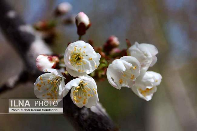 شکوفه های بهاری اصفهان 