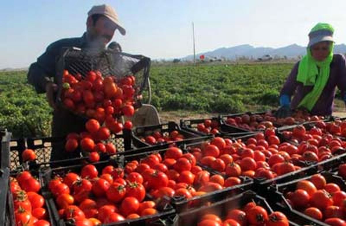برداشت بیش از ۵٠ هزار تن گوجه فرنگی از مزارع کشاورزی در نیشابور