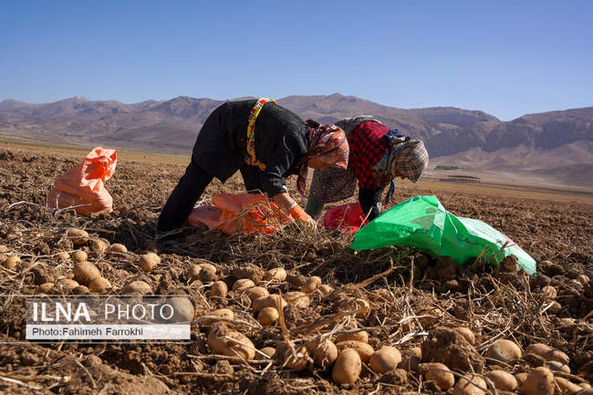 اشتغالزایی در مزارع کشاورزی سیب زمینی فیروزکوه