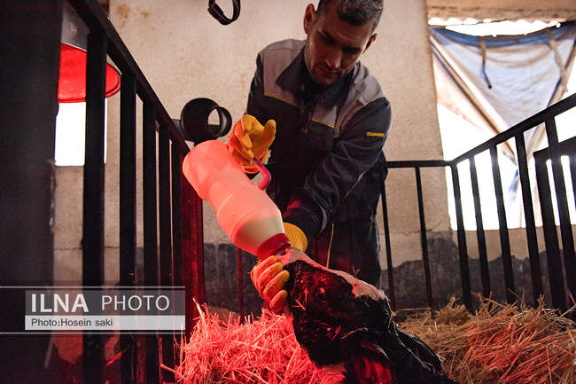 خودکفایی در تولید شیر با تلیسه نمونه
