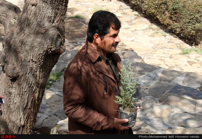 نهال کاری در دامنه کوه آبیدر سنندج 