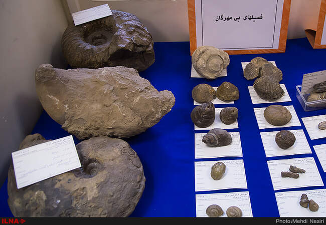 رونمایی از فسیل های هفت میلون ساله