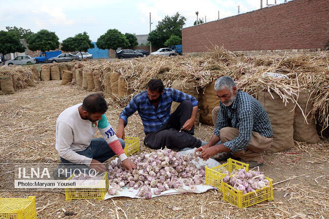 برگزاری ششمین همایش سیر در شهر تیمورلو شهرستان آذرشهر