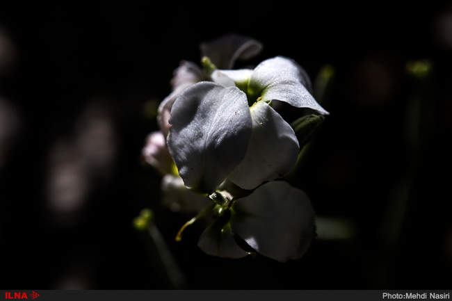 گلهای بهاری