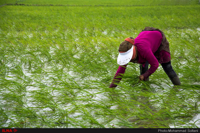 آغاز فصل نشاء برنج در مازندران