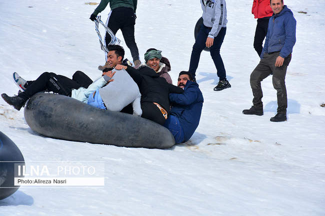 زرشک شاداب - قزوین