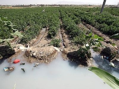 حدود ۵۰۰ هکتار از مزارع کشاورزی استان از طریق فاضلاب آبیاری می‌شود