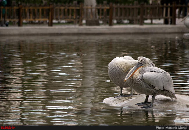 باغ پرندگان اصفهان