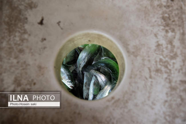 برداشت شب یلدایی‌ ماهی قزل آلا در تلیسه‌ نمونه