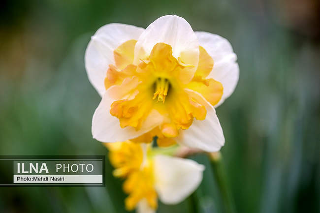 گلهای بهاری