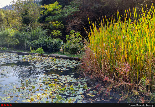 گزارش اختصاصی ایلنا از پاییز در باغ بوتانیکال تفلیس