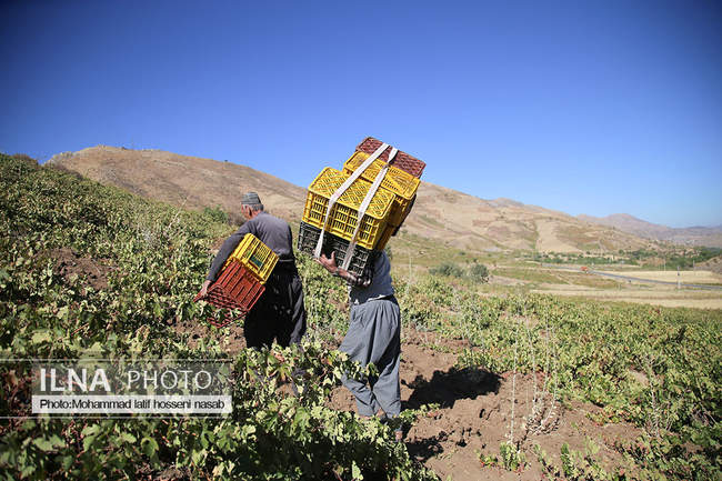 برداشت انور طلای سیاه در کردستان روستای پایگلان 