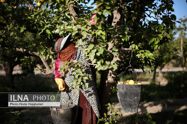 برداشت گلابی از باغات چناران