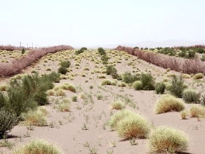 هدف‌گذاری کاشت ۴۰ میلیون اصله نهال بیابانی در نیمه دوم امسال/ خسارت ۶۵۰ میلیون دلاری ماسه‌های روان بر منابع زیست انسانی