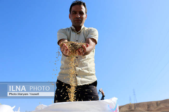 شالی کوبی در شهر میانه