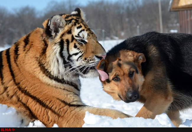 دوستی ببر و سگ