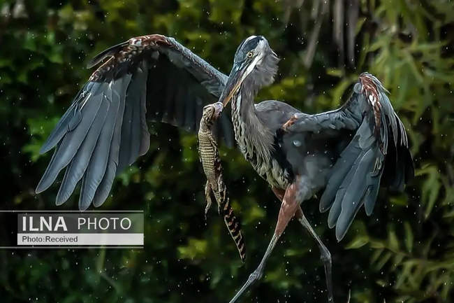 تصاویری از یک حواصیل در حال وارد کردن آخرین ضربات به یک بچه‌ تمساح
