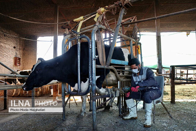 تولید در مسیر پیشرفت مناطق محروم
