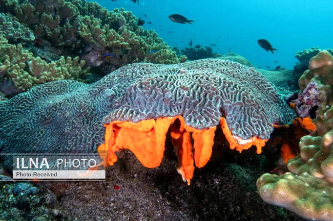 بهشت مرجانی در اعماق دریای عمان