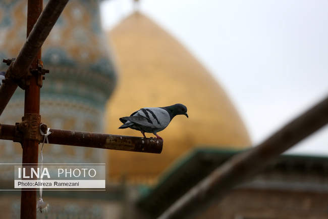آئین ترتیل‌خوانی قرآن کریم در حرم مطهر حضرت عبدالعظیم حسنی (ع)